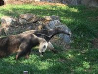 Anteater Gvle Zoo - IMG_0342