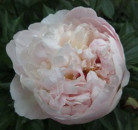 White Peony  in bloom