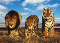 three big cats