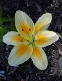 Cottage Garden Flowers - Lambent Yellow Lily