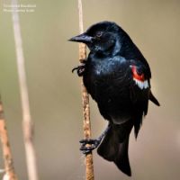 Tricolored Blackbird - similar to Red Wing, but different