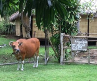Angelique, Thee Holy Cow, Mertasari, Sanur, Bali