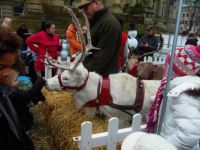Reindeer In Bolton Lancashire