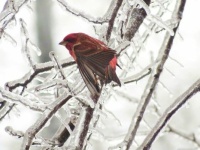 Tennessee ice and purple finch
