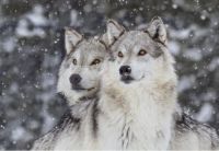 Winter Wolves Gazing