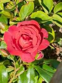 Fleurs de Passan Pen