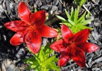 Cottage Garden Flowers - Resplendent Red Lilies