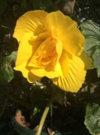 Yellow begonia
