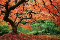 Japanese Maple in Fall