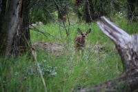 Sweet fawn