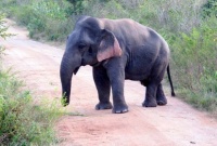 This adult elephant has Dwarfism and is only 5-feet tall...