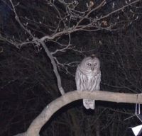 Owl at night