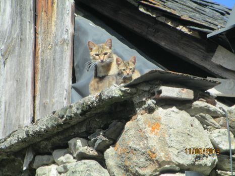 cats on a hot roof