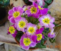 Prvosenka Velkokvětá Směs - Primula Elatior Mix