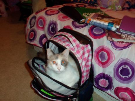 Willow wants to go to school
