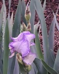 First Iris of the season