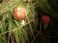 Mushroom...