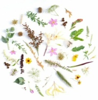 Grasses, leaves & flowers