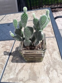 This cactus is called Bunny Ears     I always called it Mickey Mouse Ears