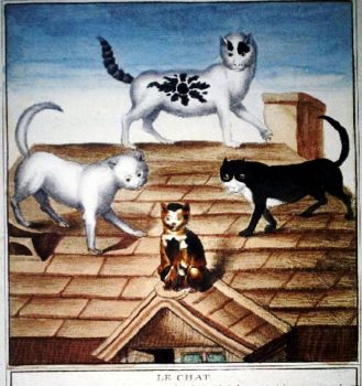 cats on roof