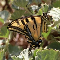 Western Tiger Swallowtail Butterfly, Lagoon Trail, Del Mar, California