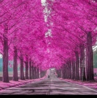 pink pink pink