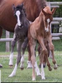 Foals