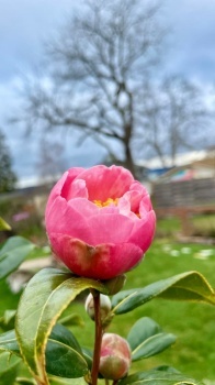 First Spring Camellia of 2023