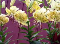 Yellow Tiger Lilies