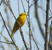 male American Yellow Warbler