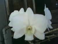 Walkway Orchid