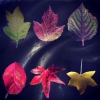 Leaves Autumn colours