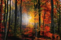 Beauty of an autumn forest