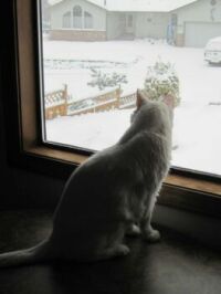 Payton Checking Out the Snowfall