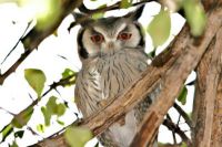 Southern White-Faced Scops Owl