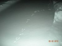 Critter tracks