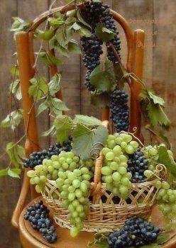 Vinné hrozny