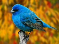 chubby blue  bird (indigo bunting)