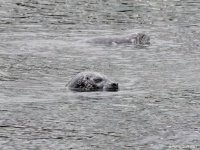 Two Harbour Seals