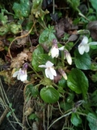 Sweet White Violet