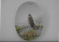 NZ Kahu-Harrier Hawk