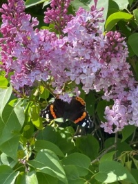 Butterfly in lilacs