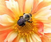 Bumblebee on Dahlia