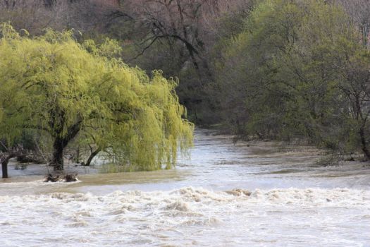 Bize- river in flood2