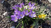 Spring Crocus