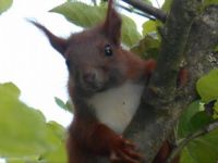 Red Squirrel in Apple Tree