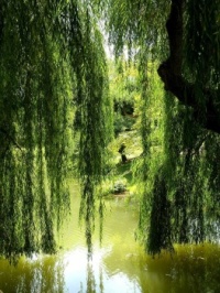Willow Tree @ the Lagoon