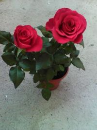 Red  miniature Rose plant