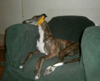 Isn't it great the way that furniture is designed to fit greyhounds?