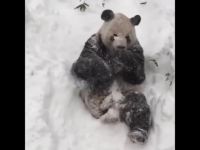 Not sure anyone is having more fun in the snow than Tian Tian at the National Zoo!